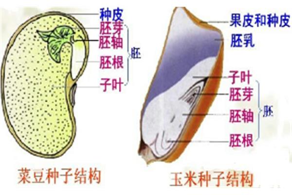 种子的结构示意图