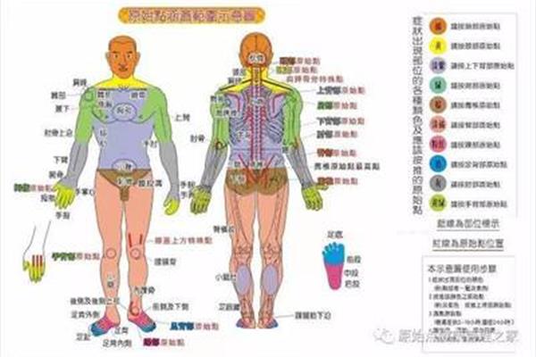 身体部位名称