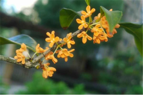 与桂花有关的诗句