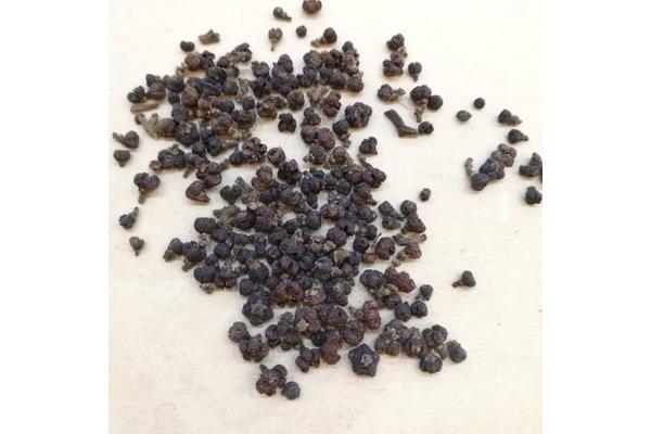 吴茱萸有毒吗