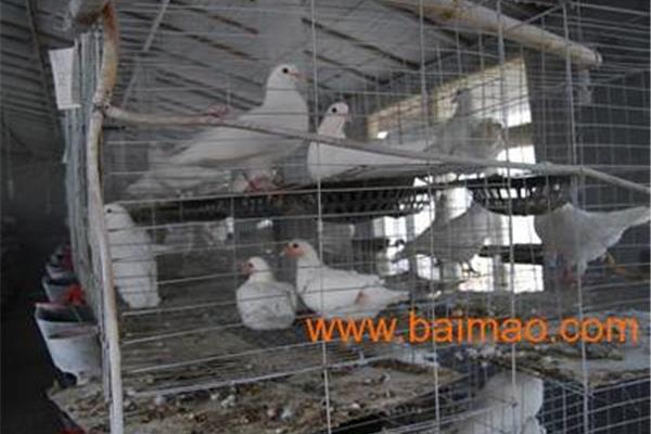 肉鸽养殖技术