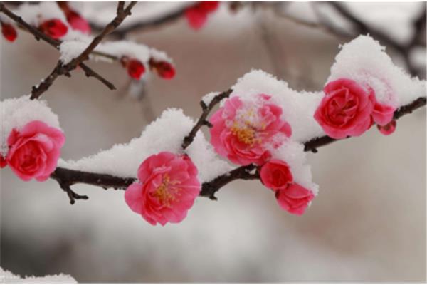 赞美雪的优美句子