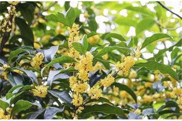 与桂花有关的诗句