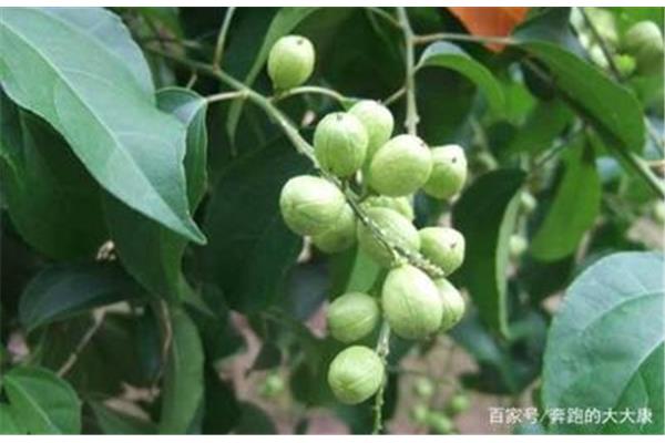 吴茱萸有毒吗