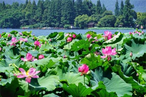 夏天的美景