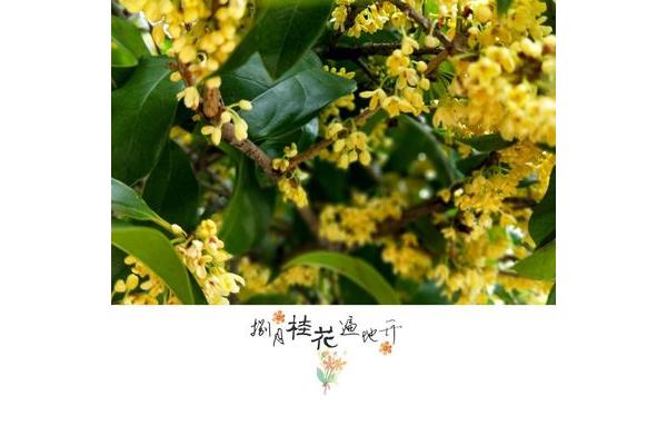 与桂花有关的诗句