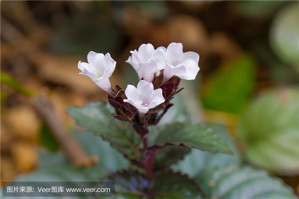 白雪公主花有毒吗