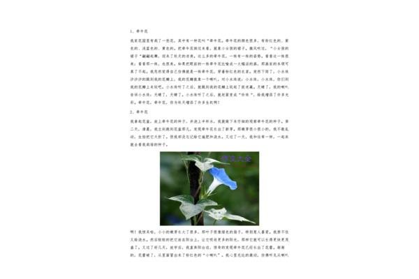 牵牛花的作文