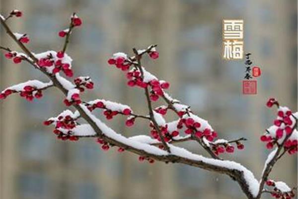 雪梅的古诗