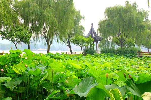 夏天的美景