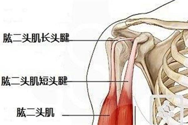 肱二头肌在哪