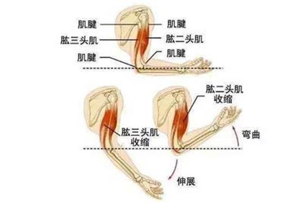 肱二头肌在哪