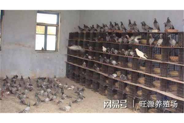 肉鸽养殖技术
