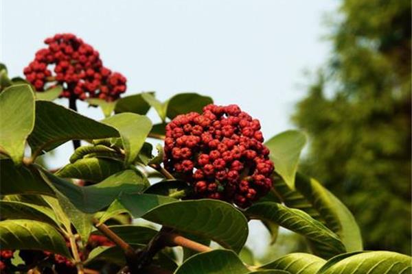 吴茱萸有毒吗