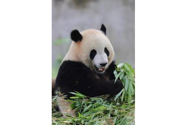 熊猫是杂食动物吗