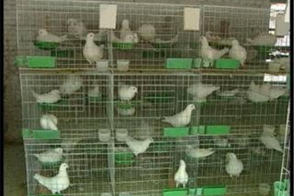 肉鸽养殖技术