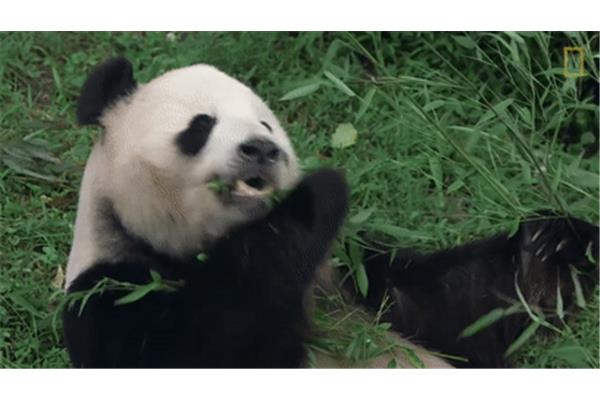 熊猫是杂食动物吗
