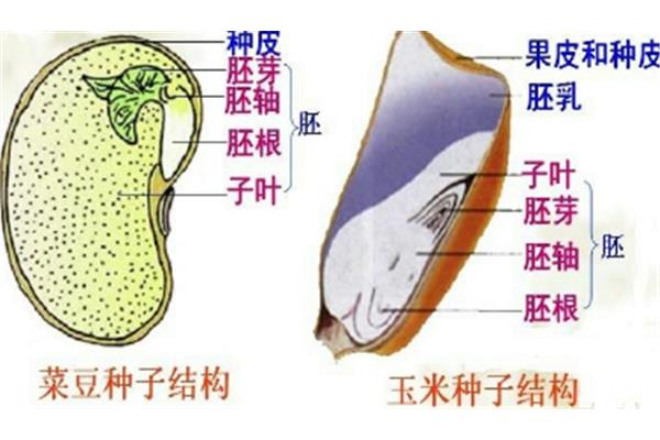 种子的结构示意图