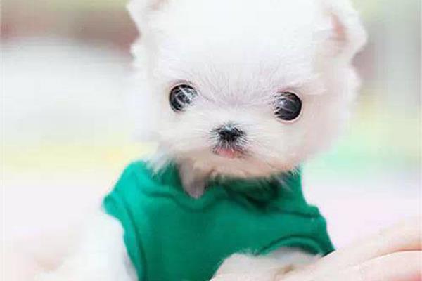 小狗图片萌死人