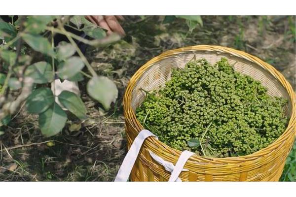 吴茱萸有毒吗