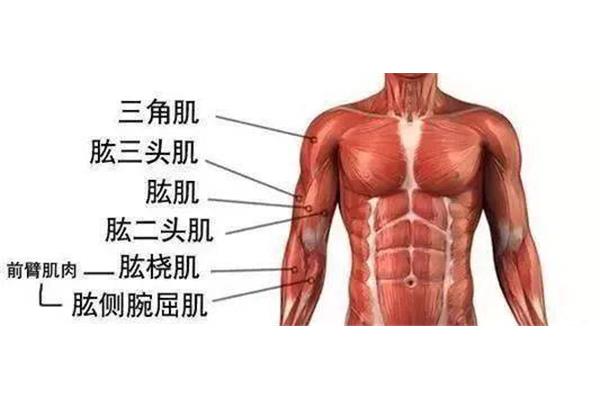 肱二头肌在哪