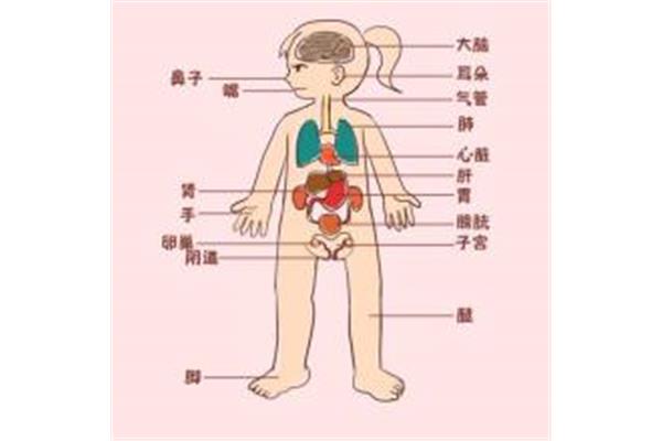 身体部位名称
