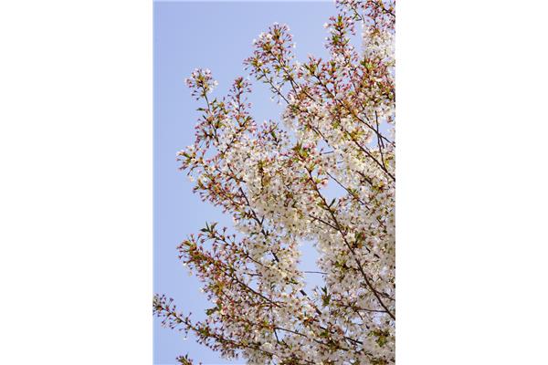 花开的春天