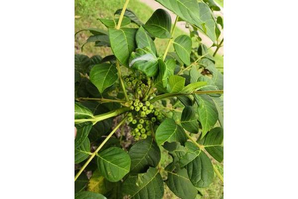 吴茱萸有毒吗