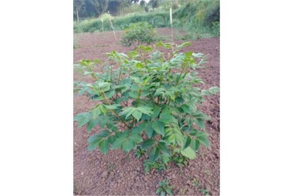 吴茱萸有毒吗