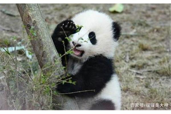 熊猫是杂食动物吗