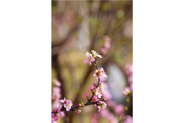 花开的春天
