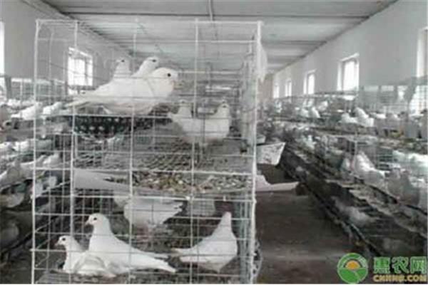 肉鸽养殖技术