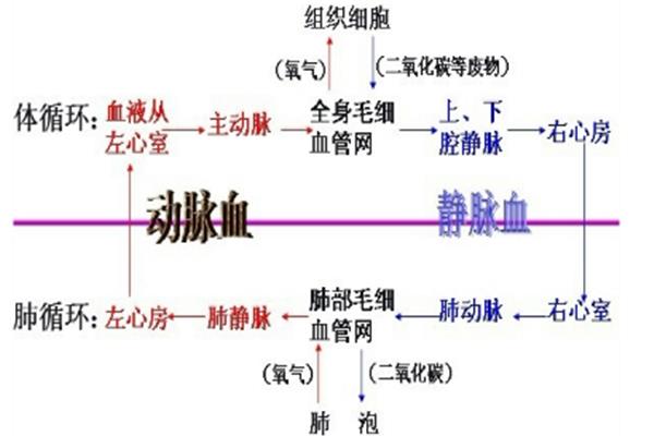 体循环的过程