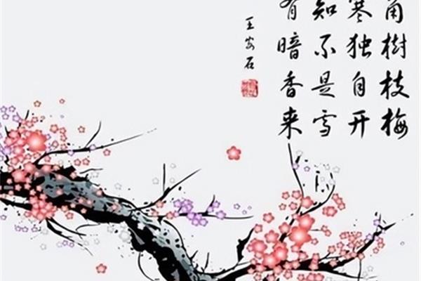 王安石的梅花