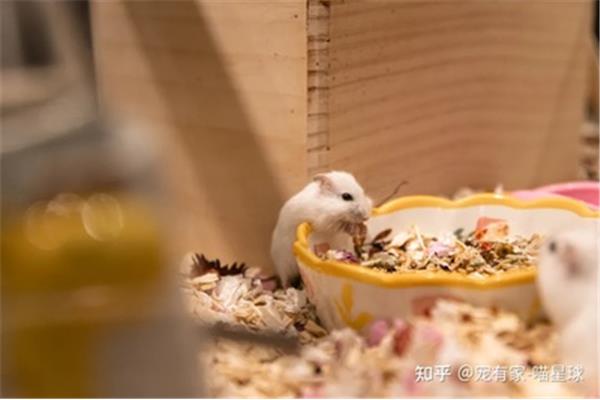 照顾小仓鼠