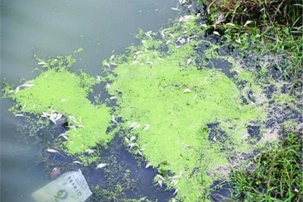 水体富营养化