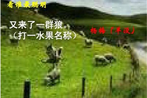 羊来了打一水果