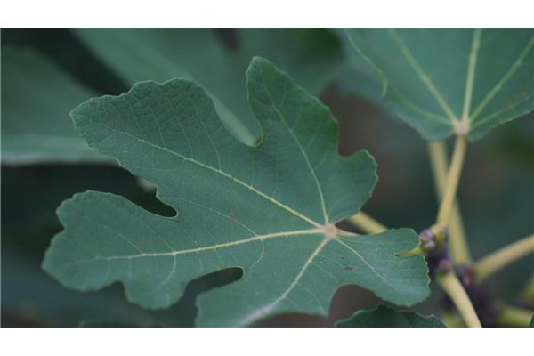 根茎叶打一水果