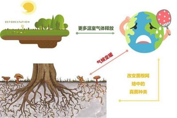 气候变化的影响