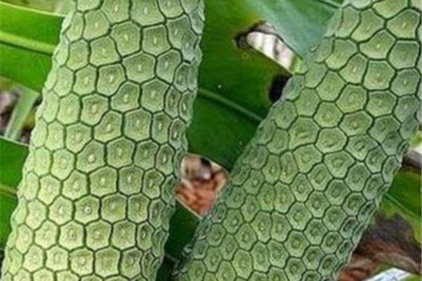 根茎叶打一水果