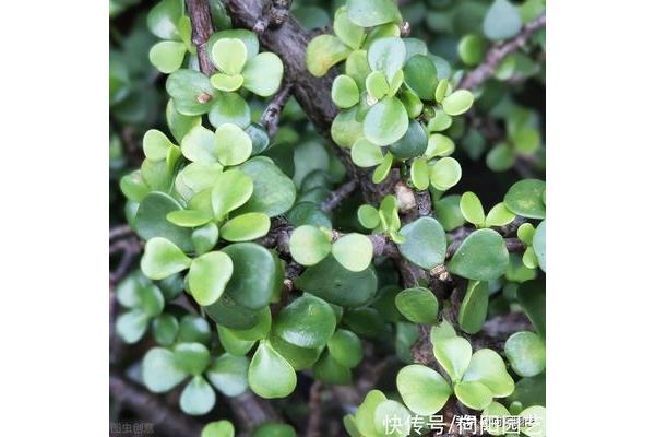金枝玉叶的意思