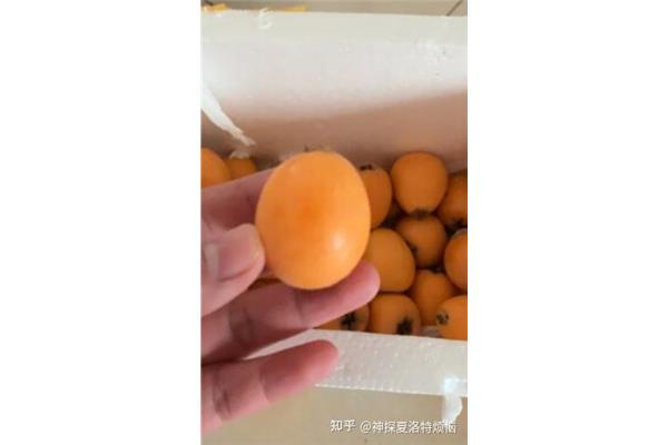 枇杷皮可以吃吗