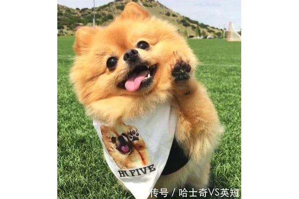我想养一只小狗