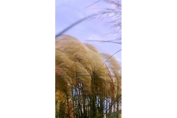 蒲苇韧如丝