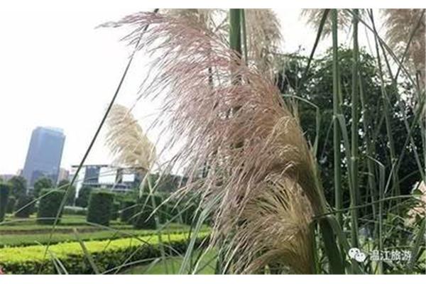 蒲苇韧如丝
