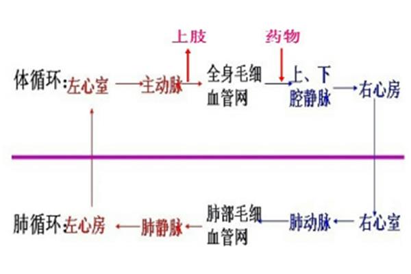 体循环的过程