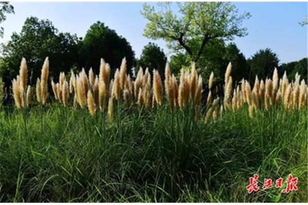 蒲苇韧如丝
