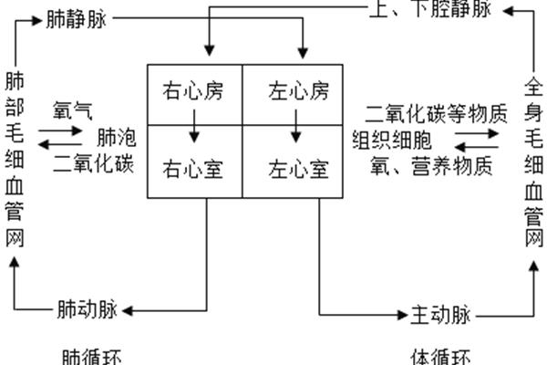 体循环的过程