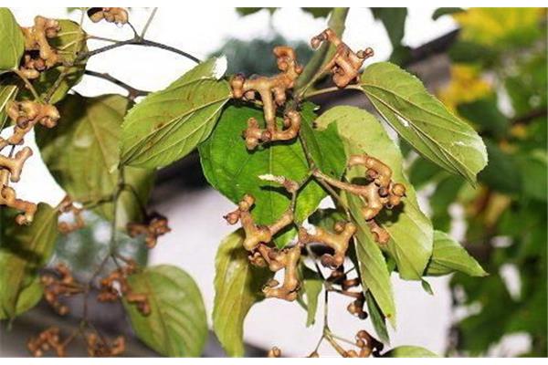 根茎叶打一水果