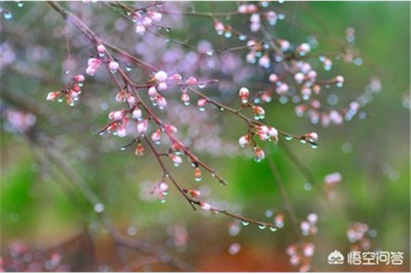 春雨丝丝润万物